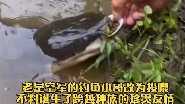 老是空军的钓鱼小哥改为投喂，不料诞生了跨越种族的珍贵友情