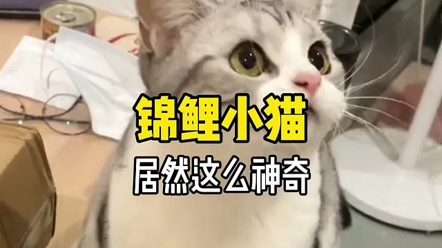 这是一只能给无数人都带来好运的猫咪！