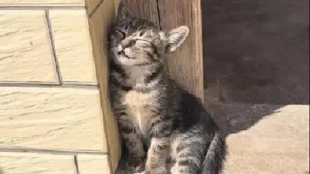 这些动物的睡眠状态，哪一个更像你朋友