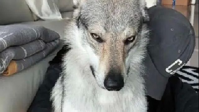 一口气带你认识30种霸气的“猛犬”，安全感十足