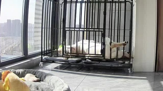 笨蛋家伙，伸懒腰都能卡着腿