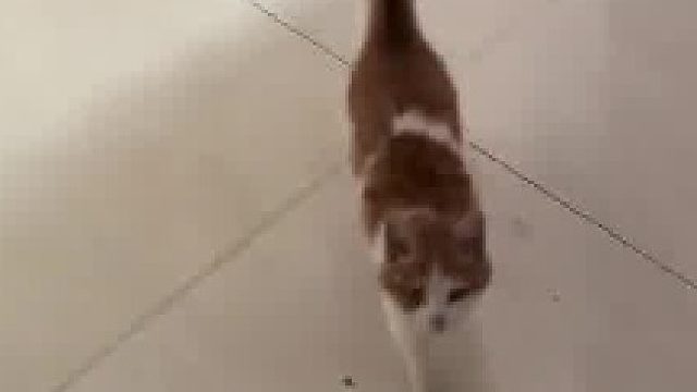 楼道里一直有喵喵喵的叫声，本来想打开门看看，结果小猫硬是闯进来了