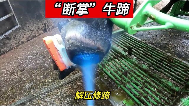 “断掌牛蹄”，太可怜了，大黑牛脚掌断裂导致只能跪着走路