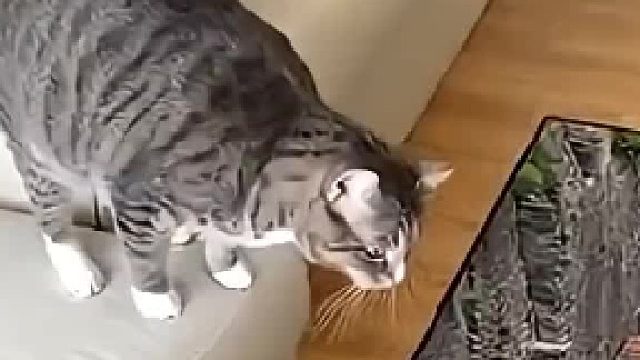 狗狗和猫咪的甜蜜对视，温馨家庭瞬间