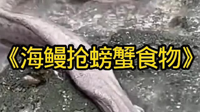 抓捕海鳗