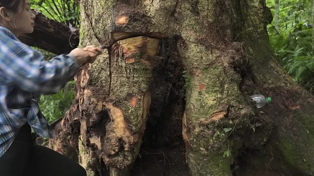 20260127 意外的暴雨 - 树干的避难所救了我 - Msyang 生存