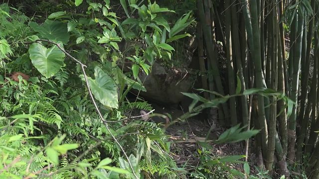 20260127 在两块即将倒塌的大岩石下搭建庇护所。野外求生技巧｜杨女士