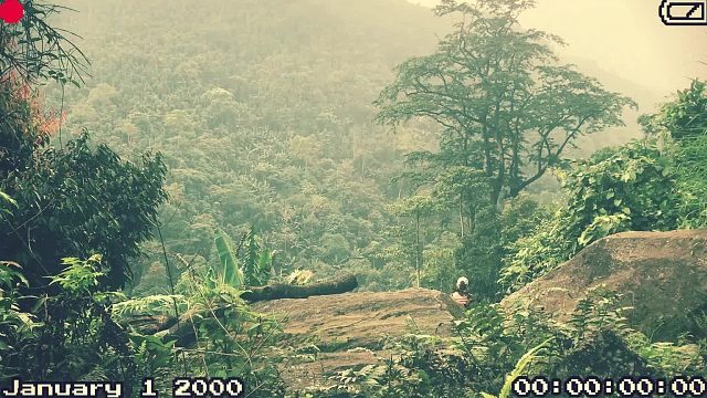 20260127 丛林避雨、生存露营