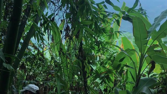 20260127 女孩独自在岩洞里搭建庇护所 - 烹饪生存，丛林生存｜MsYang Survival