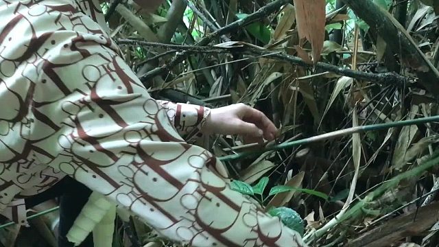 20260127 生存搭建应急避难所——爬高瀑布找竹笋｜烹饪生存