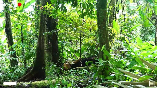 20260127 只需一把砍刀即可野外生存，在雨林中生活的技能