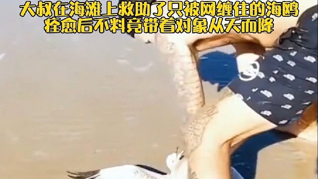 国外大叔在海滩上救助了只被网缠住的海鸥，痊愈后不料竟带着对象从天而降