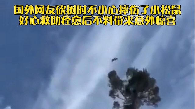 国外网友砍树时不小心摔伤了小松鼠，好心救助痊愈后不料带来意外惊喜