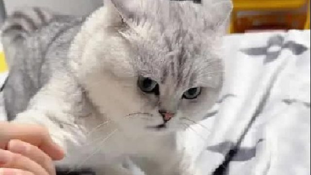一口气带你认识50种“哈基米”，也就是猫科动物