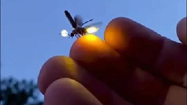 一口气带你认识33种昆虫