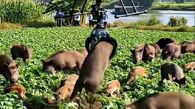 丧坤豪横至极的抓捕野猪精彩画面