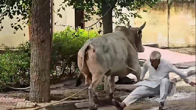 愤怒的老牛将路人撞倒在地，其背后原因却令人心酸