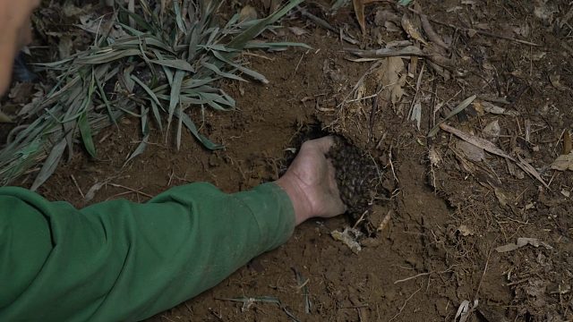 20260127 雨林岩石屋独处30天｜丛林植物、蜜蜂和夜钓