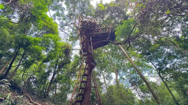 20260127 完整电影：在季风风暴中建造两个避难所 - 树屋   石洞（从开始到结束）