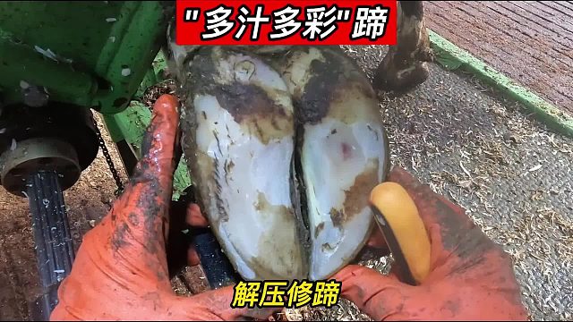 “多汁多彩”牛蹄，有后续的合集一来，小可爱们就乐开怀，今天三哥准备了三份牛蹄，一次看个够