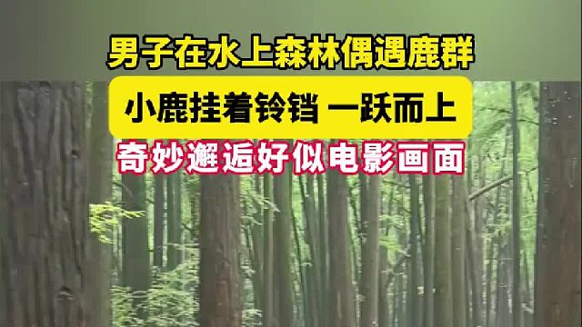 男子在水上森林偶遇鹿群 小鹿挂着铃铛 一跃而上 奇妙邂逅好似电影画面