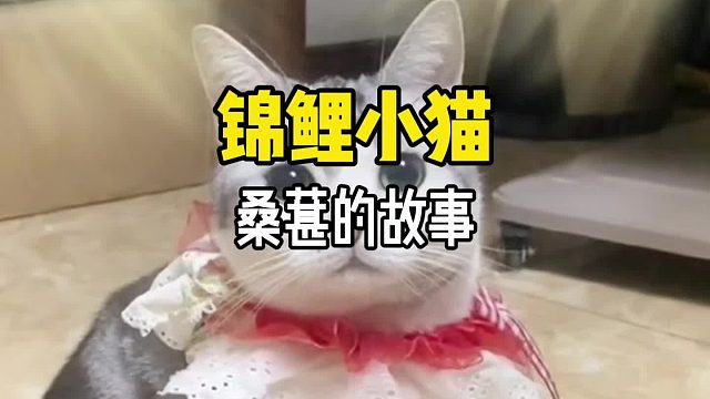 这是一只让千万网友追着许愿的猫咪……