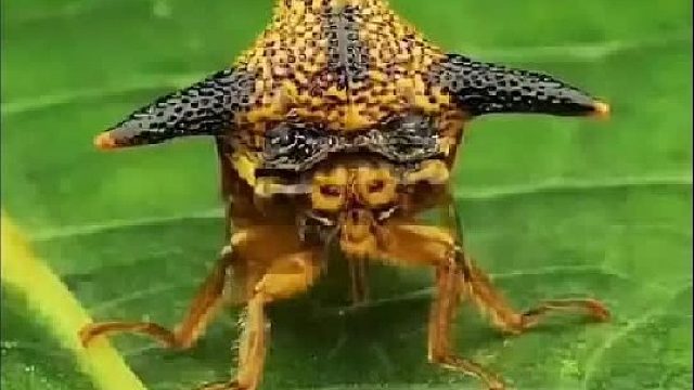 一口气带你认识40种昆虫