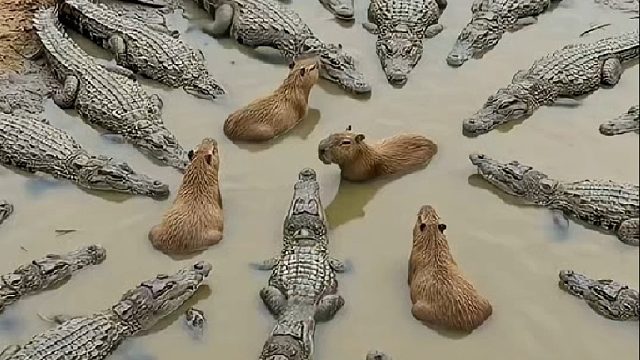 卡比巴拉究竟有多么强悍