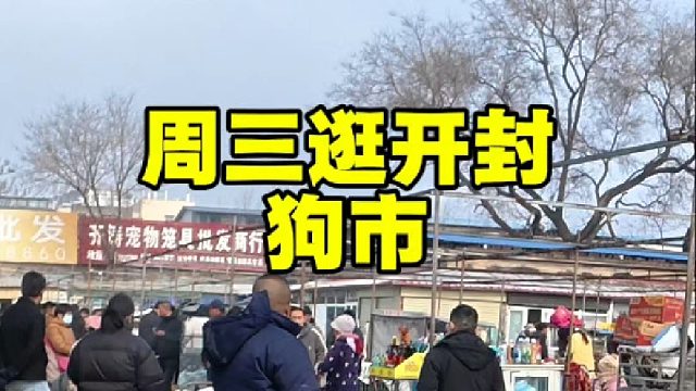 周三继续逛开封狗市，顺便帮咱粉丝完成养狗心愿，新手来多逛多看