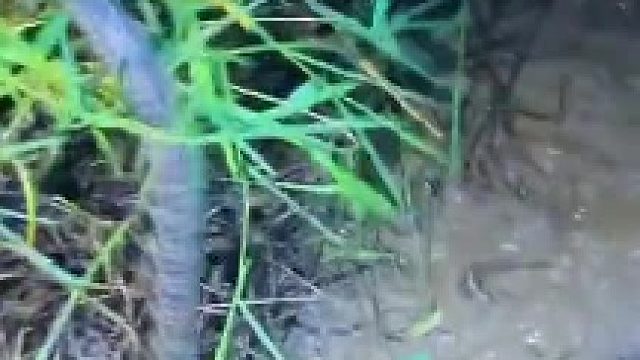 绝对惊喜抓泥鳅