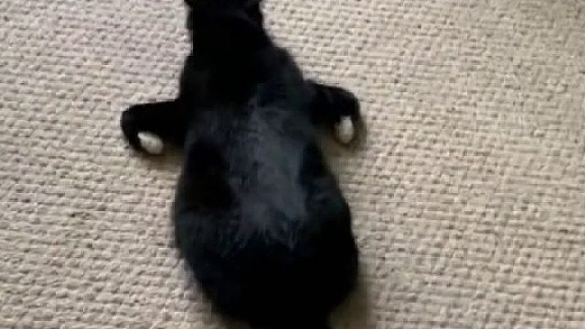 除了猫窝，哪都能睡！猫猫奇怪睡觉姿势合集#全网热点共创计划#