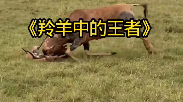 羚羊中的王者猎豹都拿它没有办法