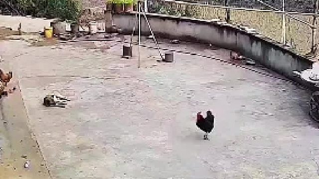 养这个狗有啥用？关键时刻吓跑了。