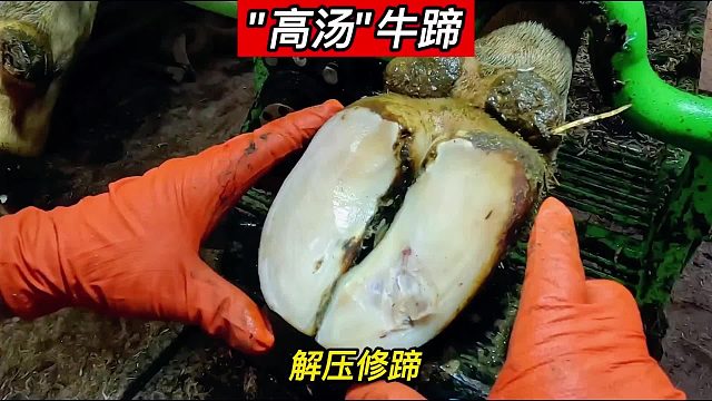 “高汤”牛蹄，刀削面配高汤，一口能干光，今日份牛蹄水嫩光滑，吹弹可破，牛蹄中的战斗机