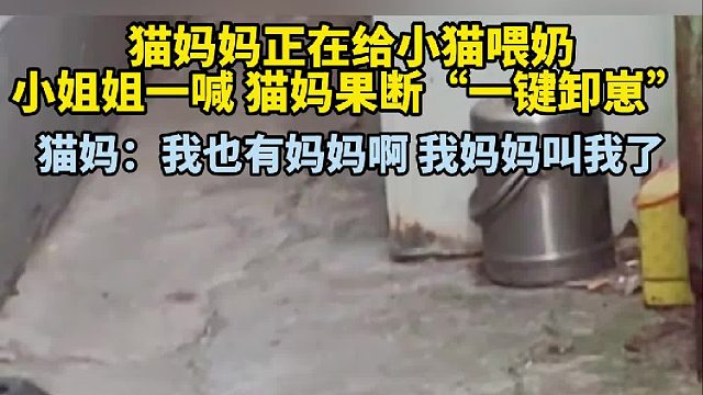 猫妈妈正在给小猫喂奶 小姐姐一喊 猫妈果断“一键卸崽”