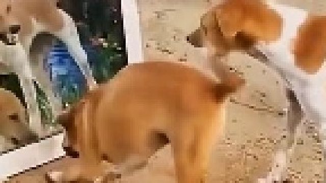 此二人，实乃奇才双璧