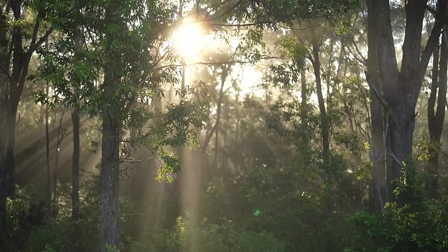 20260127 离网雨林生活：收割、建筑、园艺和热带风暴