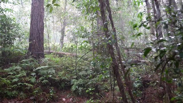 20260127 热带雨中的独栋建筑：离网小屋有了新厨房