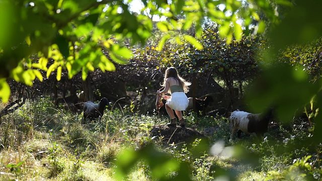 20260127 为我们的雨林农场的新项目采伐竹子