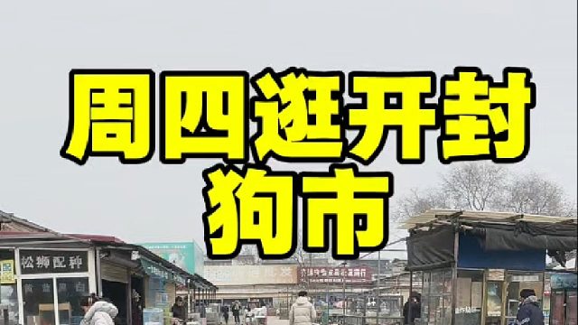 周四继续逛开封狗市，狗市时间周三周四周日上午，新手来做好攻略