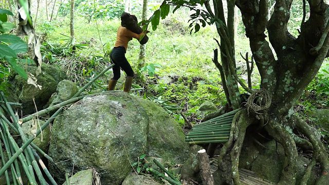 20260127 利用老树桩作为生存庇护所-野生食物来源，单人丛林生存