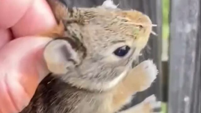 国外小姐姐在后院除草捡到只小兔子，送给爷爷奶奶养大后的体型让人惊掉下巴