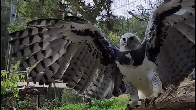 国外夫妇在路边偶遇只跟妈妈走丢的小鹰，好心收留长大后发现身份不简单