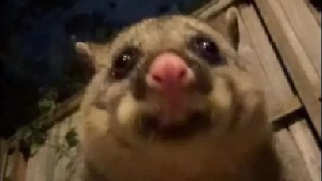 一口气认识30种可爱的鼠类，有些能养有些不能养