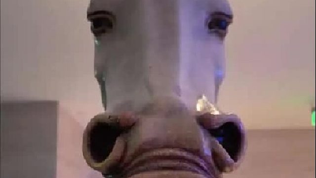 这些名贵的马种，你都认识吗？