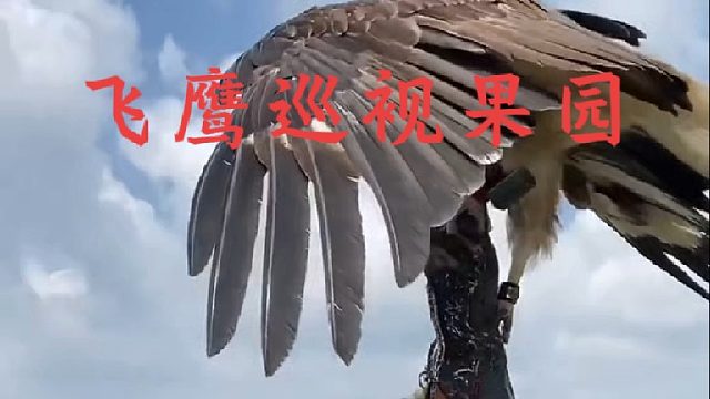 男子放出飞镖鹰巡查，一旦有生人靠近后果不堪设想