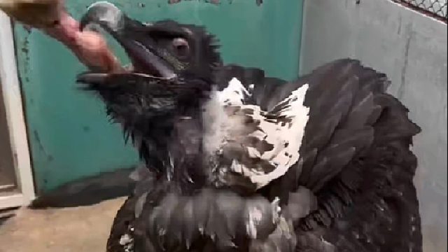 胡兀鹫的消化能力究竟有多么恐怖