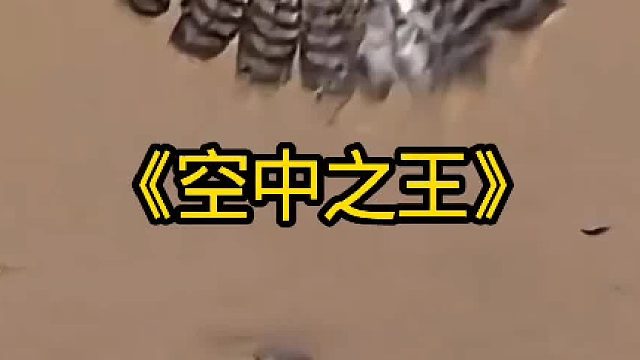 空中之王游隼猛禽中的佼佼者