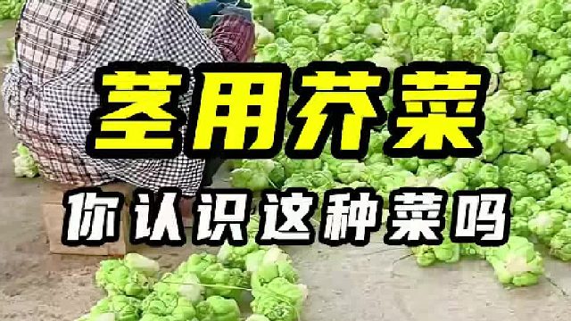 满满一篮子的棕色疙瘩，从水底被提了上来