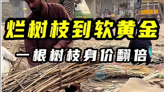 扔了都没人要的烂树枝，在孟加拉，竟是人人争抢的软黄金